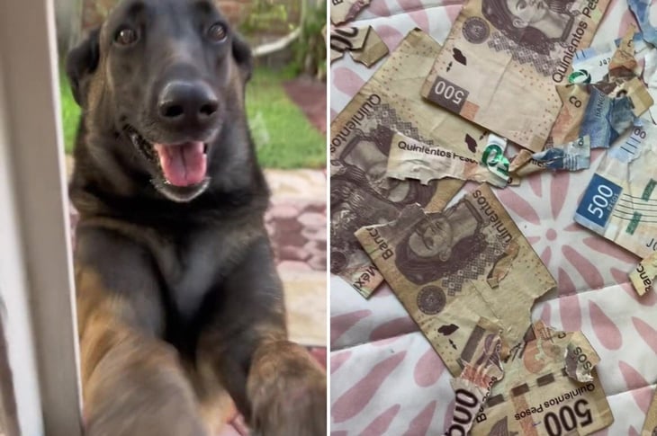 Perrito destruye 3 mil pesos en billetes y se hace viral
