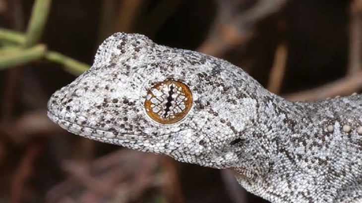 Descubren una nueva especie de lagarto de ojos alucinantes en Australia