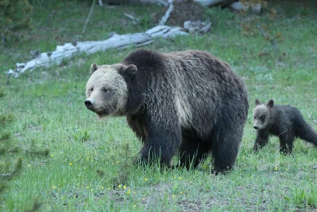 El cambio climático hace escasear los alimentos ¿Por qué los osos de Yellowstone se mantienen gordos?