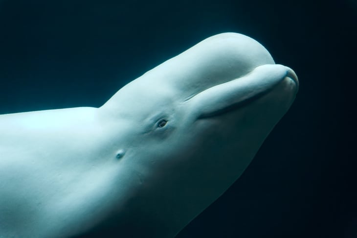 ¿Una ballena espía? Científicos tienen mas preguntas que respuestas