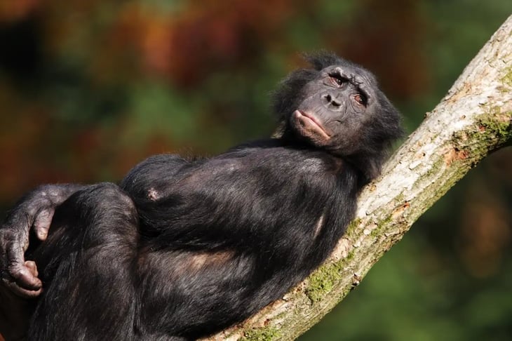 La evolución de la masturbación en los primates redujo la posibilidad de contraer ITS