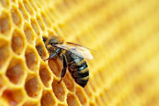 Qué hacer de inmediato en caso de picadura de abeja