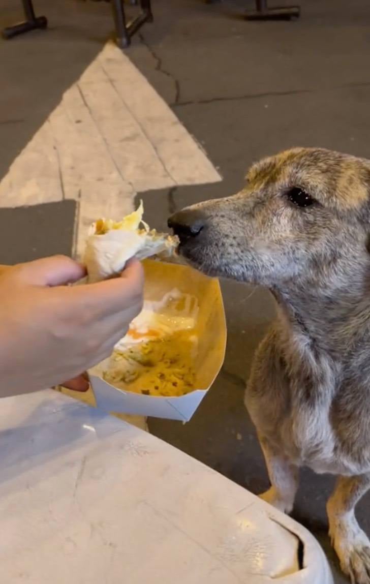 Perrito sin hogar llora al ser alimentado