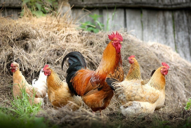 Alerta en México por muerte de aves por posible gripe aviar