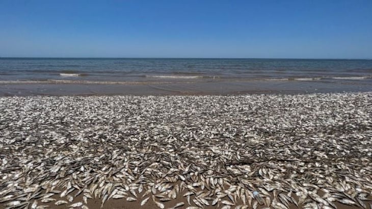 Esta es la causa de la aparición de miles de peces sin vida en la playa de Texas