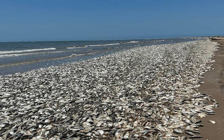 Miles de peces surgen muertos en playa de Texas al faltar oxígeno
