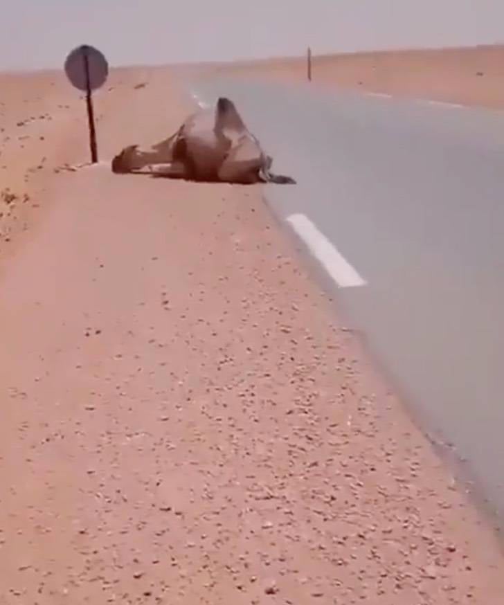 Hombre se detiene a ayudar a un camello en el desierto, ya no podía más