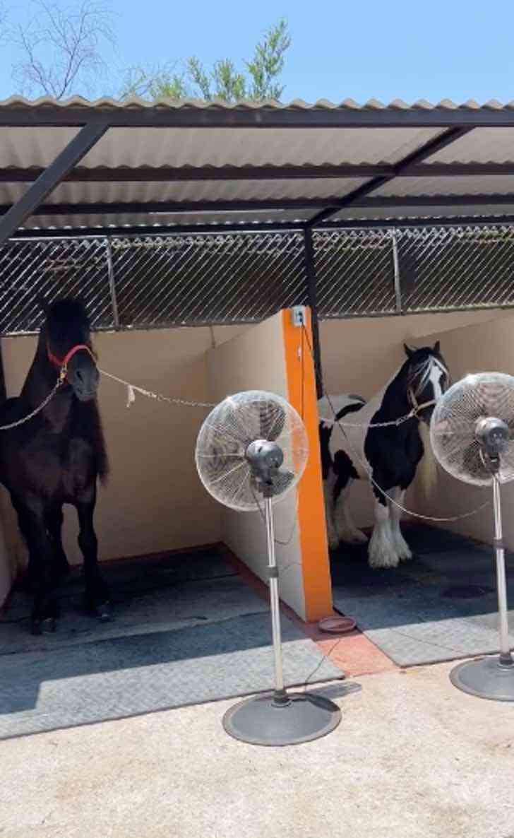 Caballos con ventilador debido a la fuerte ola de calor