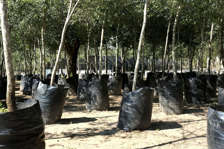 Han sido plantados más de 100 encinos en Piedras Negras