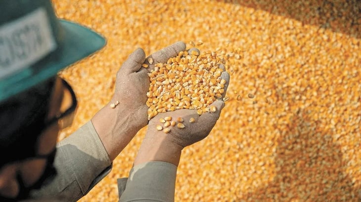 México en riesgo ante EU y Canadá por el maíz transgénico