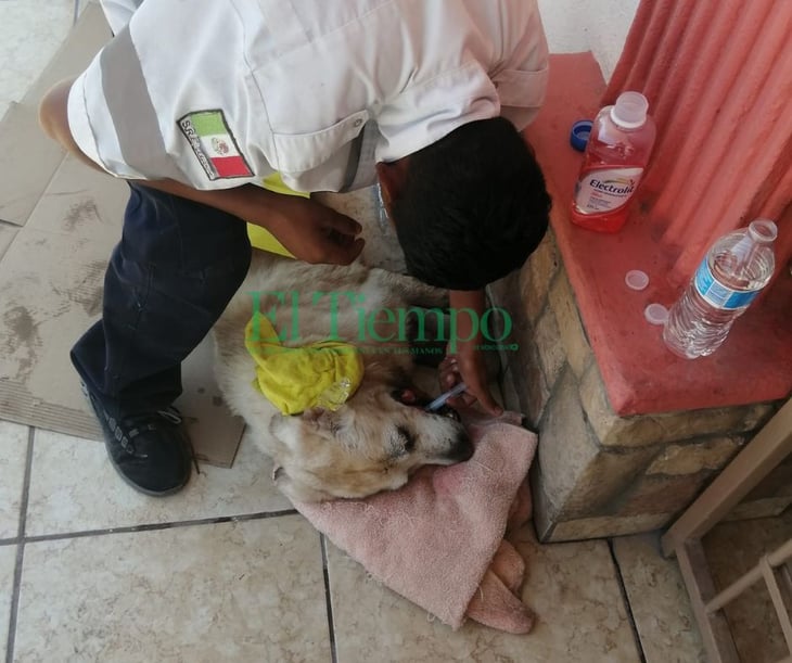 Perrito sufre golpe de calor en Monclova