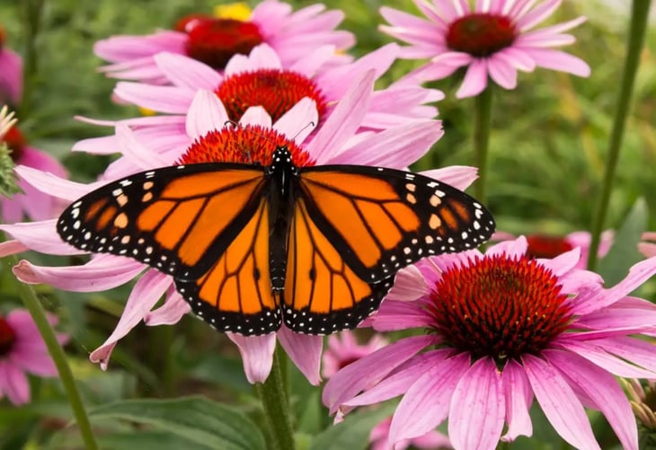 El secreto de las mariposas monarca para viajar miles de km podría estar en las manchas de sus alas