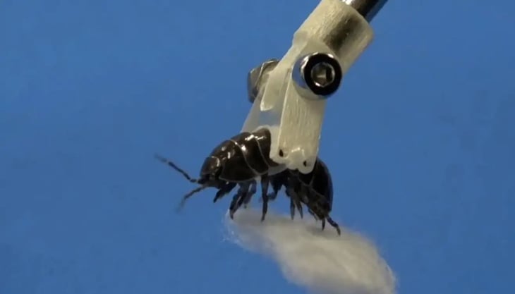 Utilizan insectos vivos para crear brazos robóticos