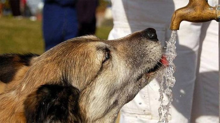 Control Canino registra varios casos de golpe de calor