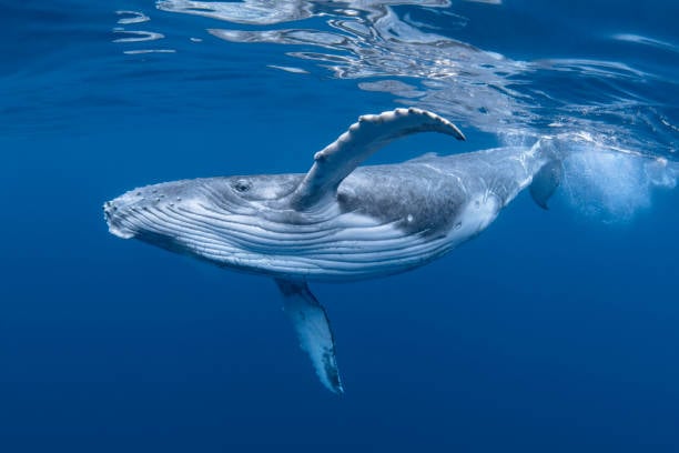Científicas colombianas captan a una ballena amamantando a su cría