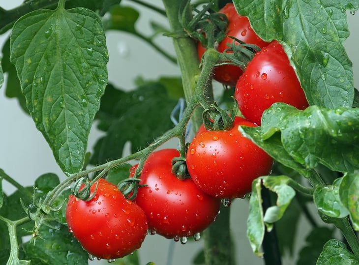 Utilizan inteligencia artificial para cultivar tomates