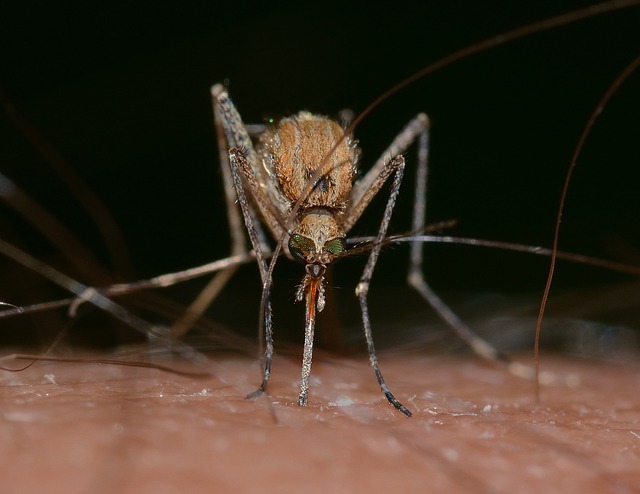 ¿Los mosquitos pican más a algunas personas que a otras?
