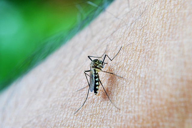 Científicos desarrollan antibiótico natural para detener la malaria