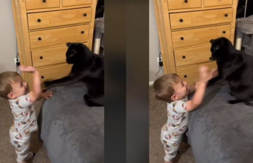 Gatito conquista a los espectadores de TikTok con su adorable interacción con un bebé