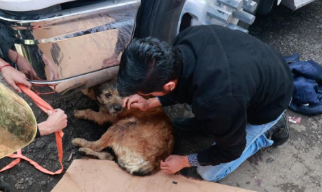 Barbitas, el perrito que perderá una pata tras recibir balazo en ataque a Central de Abasto de Toluca