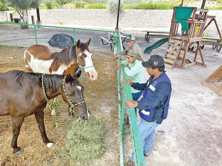 Fomento Agropecuario resguarda a tres caballos de la Colonia Los Cedros