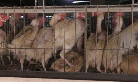 Virus aviar podría mutar para infectar fácilmente a las personas, advierte la OMS