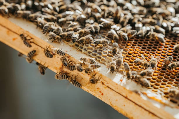 Por qué las abejas mueren después de picar