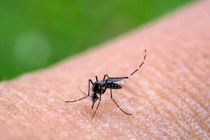 Prevé OMS aumento de casos de dengue en América; pide estar 'extremadamente alertas'