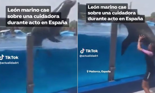 VIDEO: León marino aplasta a su entrenadora durante show en España
