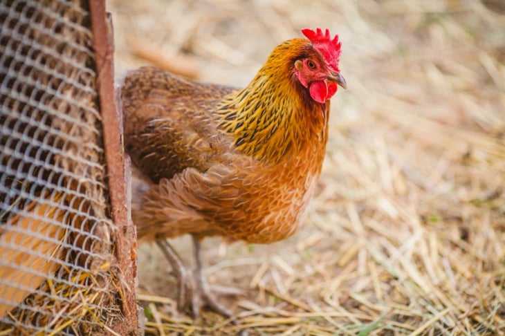 Nuevo tratamiento para combatir infecciones resistentes a los antibióticos en pollos