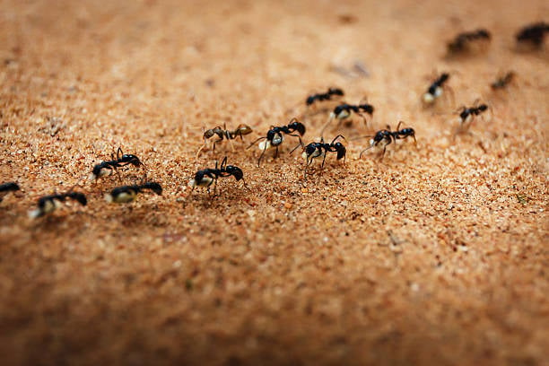 Así puedes darte cuenta de que tienes plaga de hormigas en casa