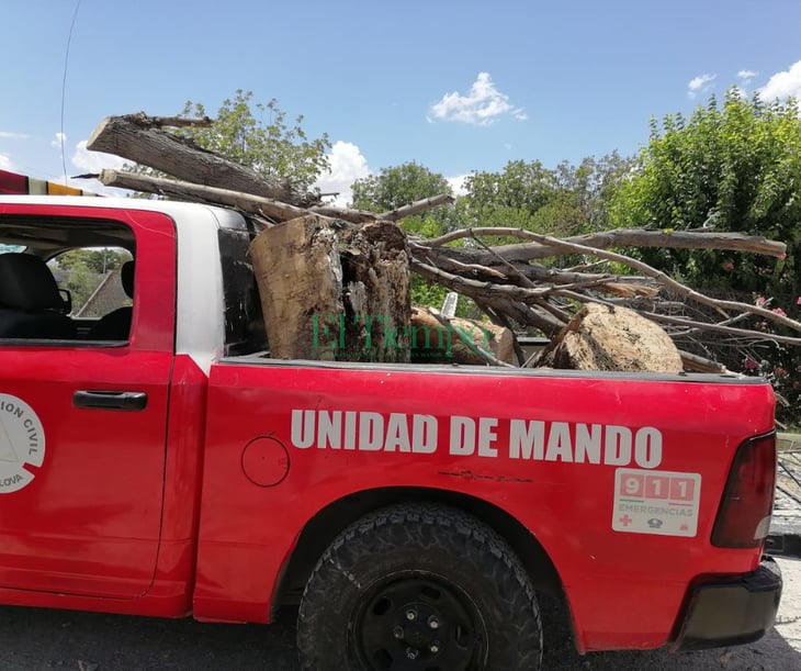 Bomberos atiende reporte de árbol de nogal caído en San Juan Bautista