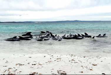 Ballenas piloto quedan varadas en una playa de Australia Occidental