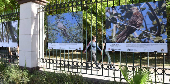 Se unen ecologistas e invitan a 'Exposición de Aves Urbanas' en parque de Torreón
