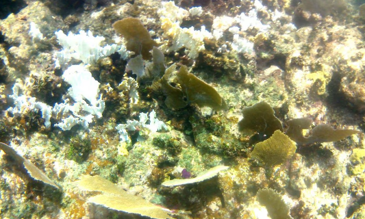 Intenso aumento de temperatura del mar provoca nuevo blanqueamiento de corales en el Caribe Mexicano