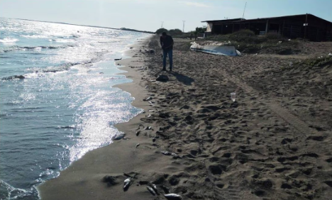 Reportan cientos de peces muertos en playas del Maviri y Topolobampo de Sinaloa; sospechan de toxina por marea roja