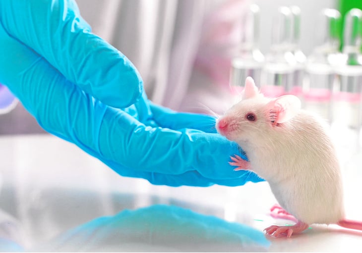 La sangre de los ratones más jóvenes alarga la vida a los más viejos