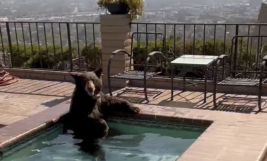¡Tenía calor! Oso es captado bañándose en jacuzzi de una casa en California y se hace viral