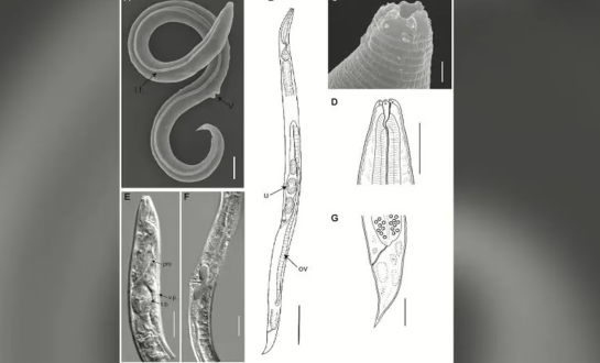 Reviven gusano que estuvo 46 mil años congelado en Siberia