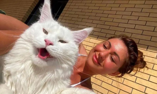 ¡Gigante! Mujer muestra a su gato y causa sensación en redes