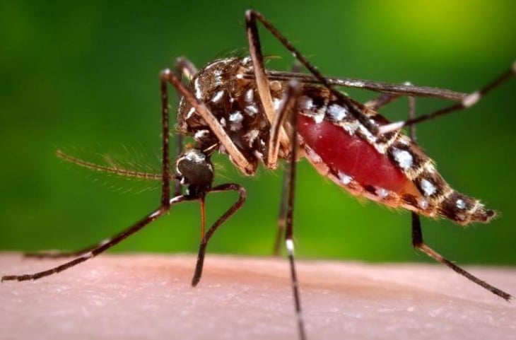 Por el calentamiento global, los casos de dengue en América pueden llegar a niveles récord