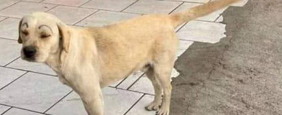 Colocan 'cejas' a perros en la colonia de Torreón