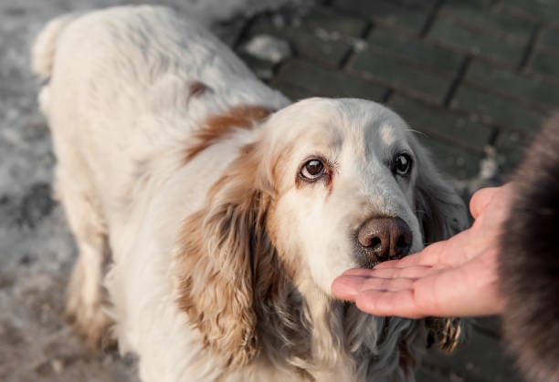 Asombrosos secretos del olfato de los perros