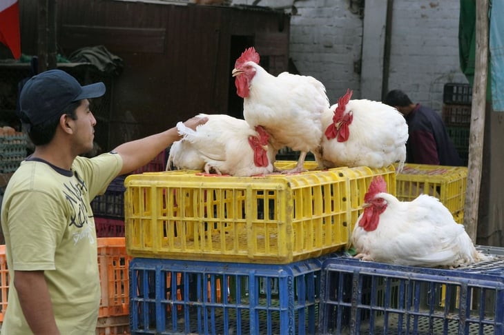 ¿Afecta la gripe aviar a los seres humanos? Estos son sus síntomas