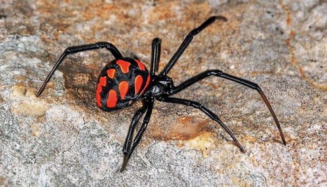 Araña viuda negra: ¿Cuáles son los síntomas y riesgos de su picadura?