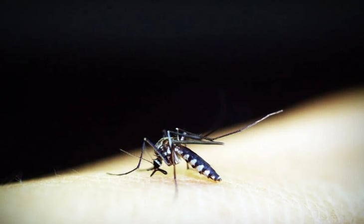 Cómo saber si tengo dengue, expertos responden