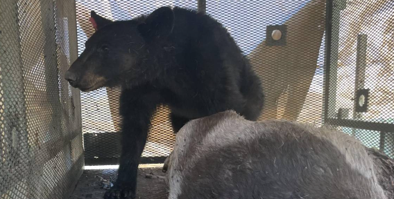 Cazan a cría de oso en Lomas de Lourdes tras avistamiento de familia en el sur de Saltillo