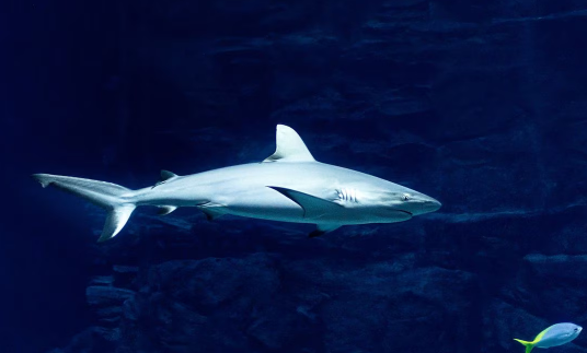 'Megalodón 2' llegó al cine: ¿cómo eran los mega tiburones prehistóricos?