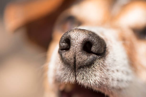 Por qué los perros tienen la nariz fría
