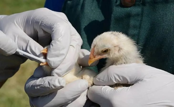¿Podrían la gripe aviar y porcina ser la próxima pandemia? Expertos creen que sí